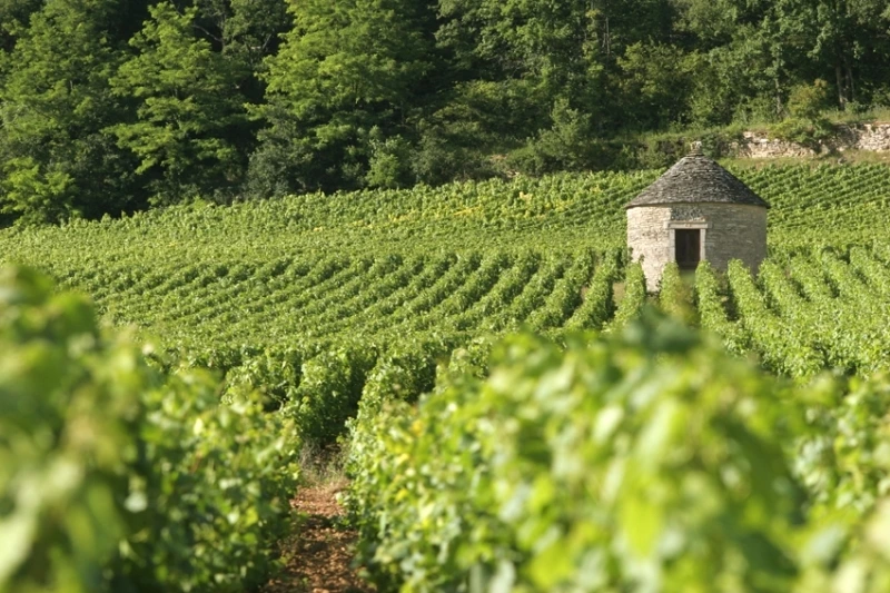 Geschenkpakketten: Toppers uit de Bourgogne (Chardonnay)